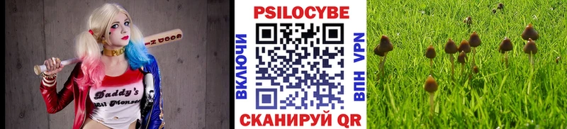 магазин продажи Прохладный Псилоцибиновые грибы Psilocybe